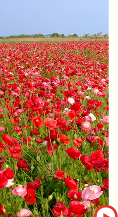 知る・楽しむ・レシピ イメージ2